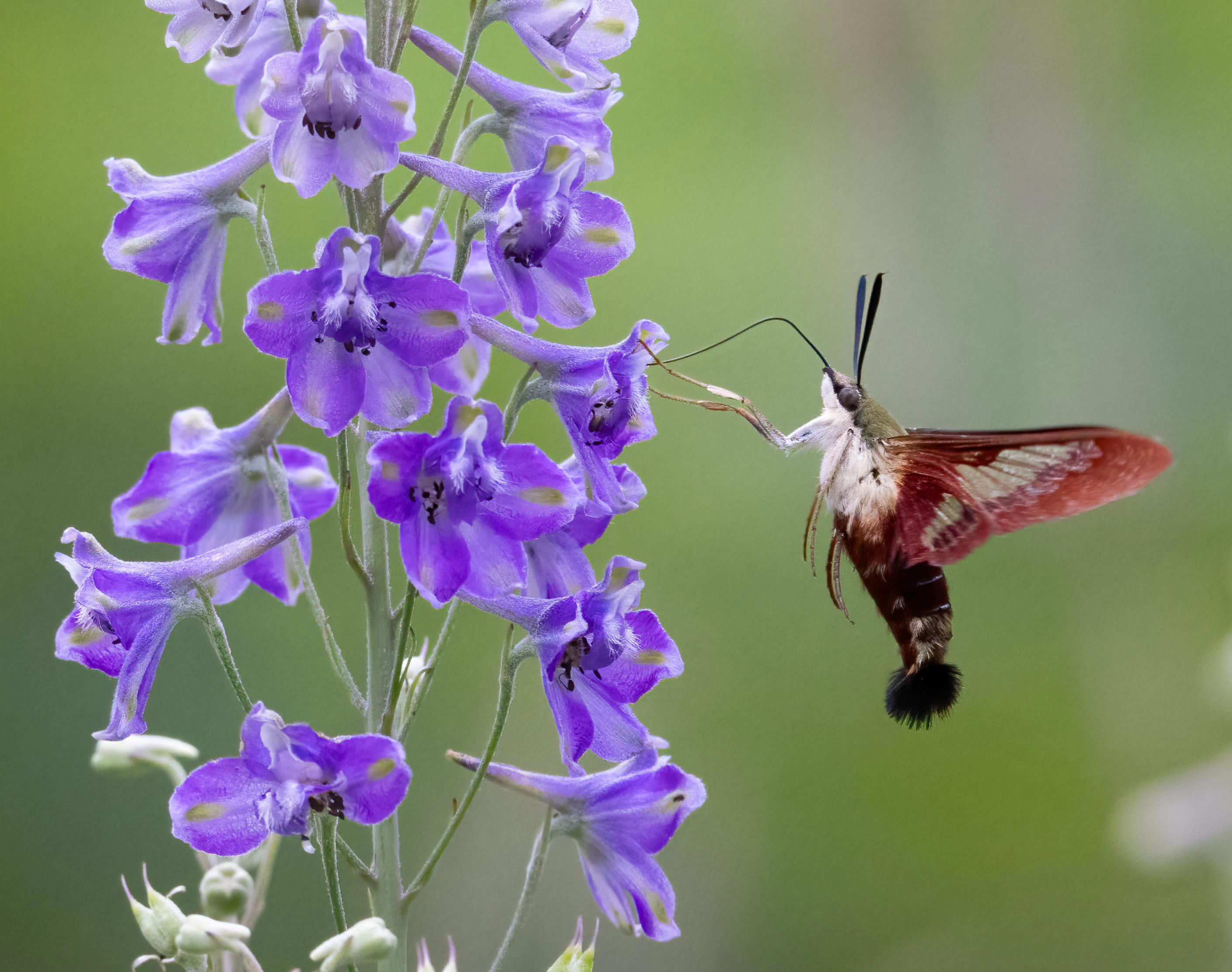 Nature: How to spot, attract hummingbird clearwing moths in Ohio