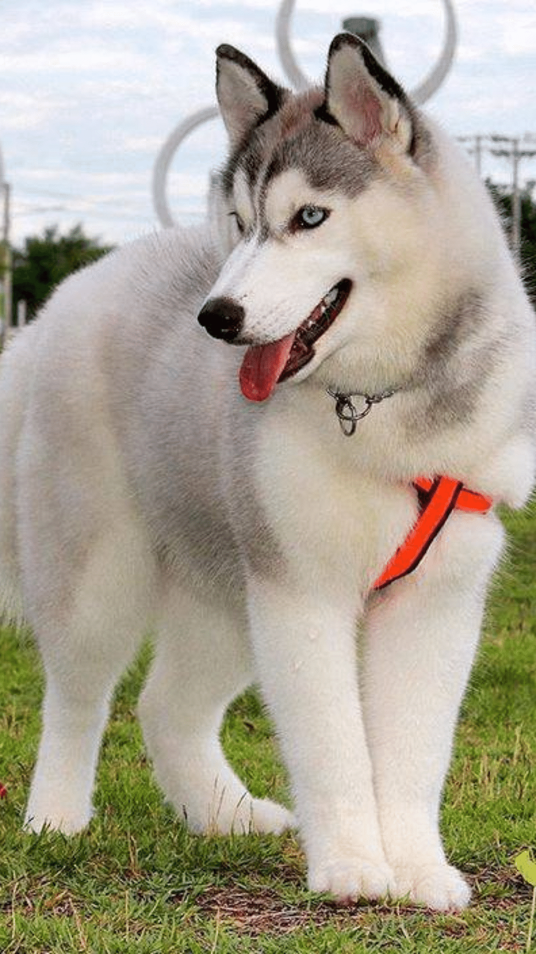 фото самой красивой собаки в мире