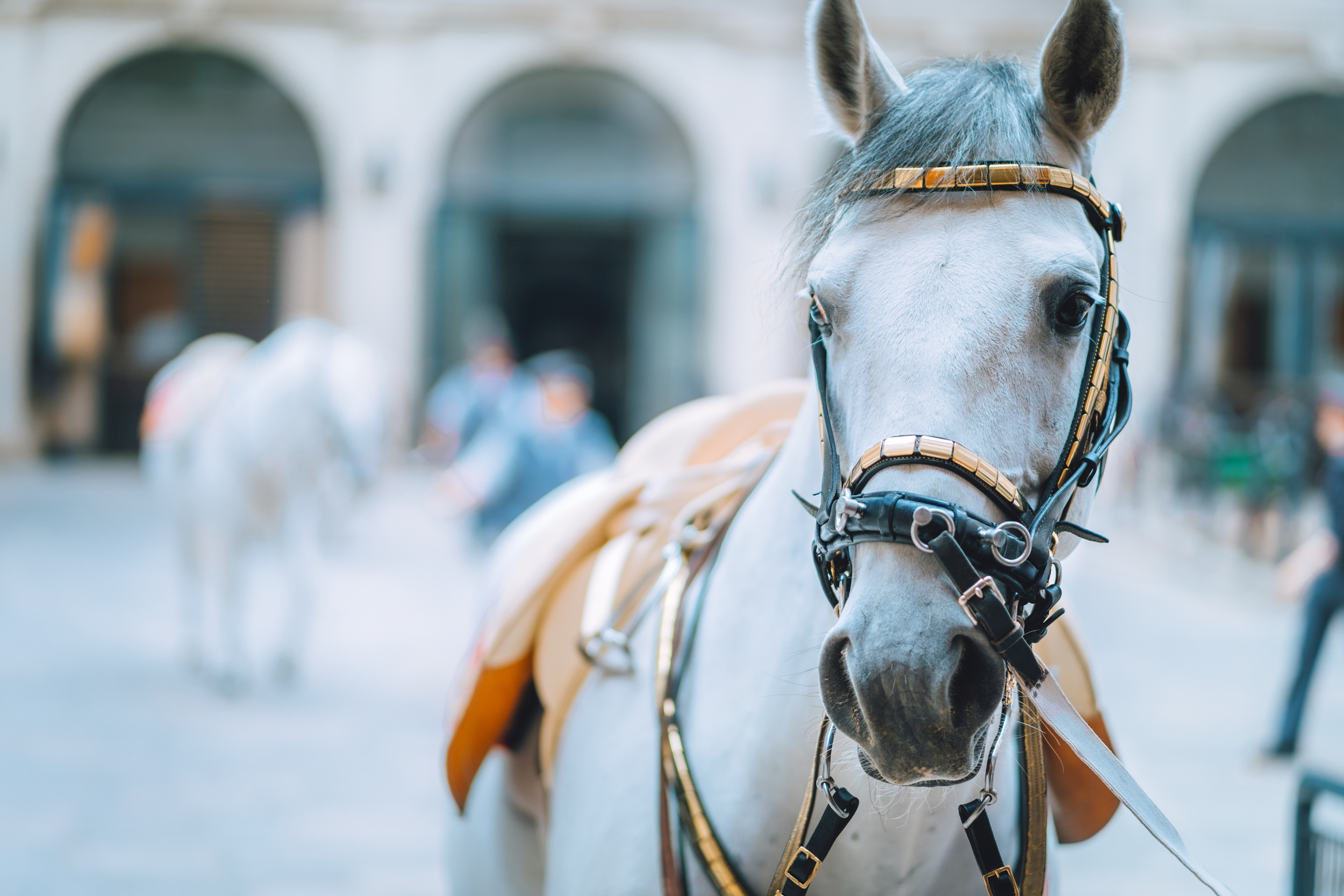 <p>The Lipizzaner was bred during the heyday of the Austro-Hungarian Empire in what is now Slovenia. However, Vienna is the best place to see the horses, home to the Spanish Riding School, which puts on frequent shows. A large stud is also near Graz, in the south of Austria.</p><p><a href='https://www.msn.com/en-us/community/channel/vid-cj9pqbr0vn9in2b6ddcd8sfgpfq6x6utp44fssrv6mc2gtybw0us'>Follow us on MSN to see more of our exclusive lifestyle content.</a></p>