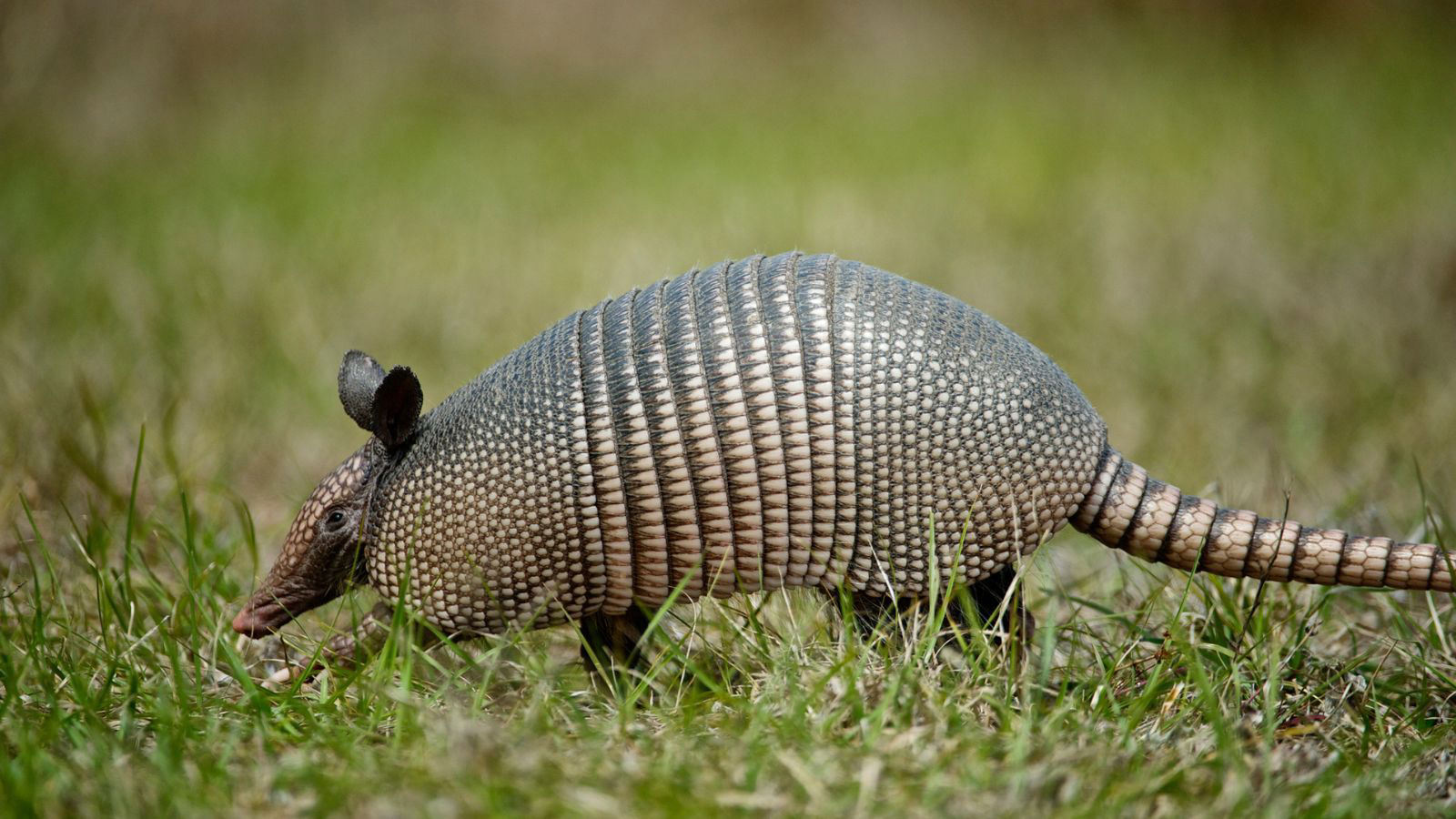 How to keep armadillos out of your yard – repel these diggers with ...