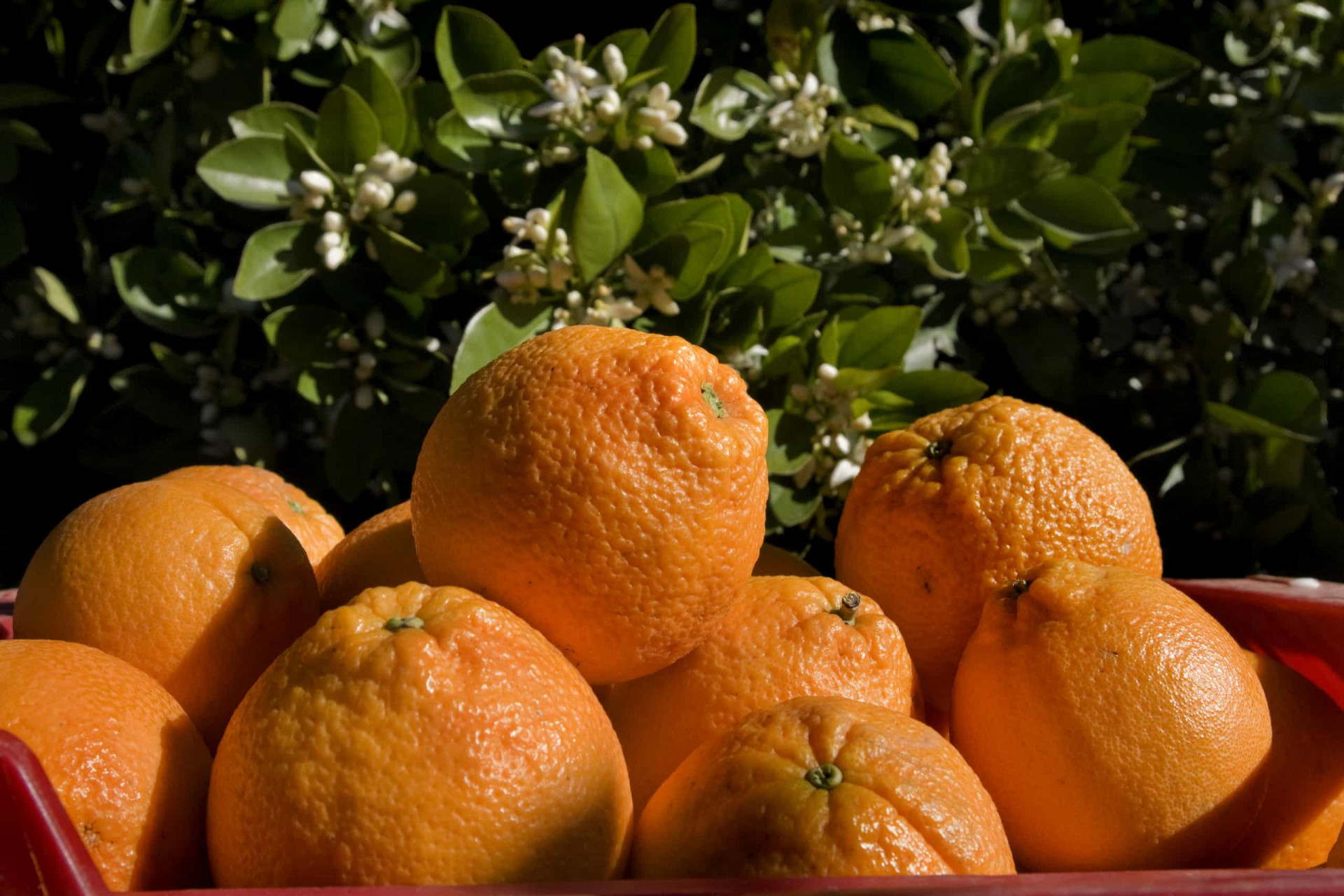 The best and worst foods for an upset stomach