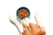 Trend In Bodybuilding Why Are People Eating Dog Food 