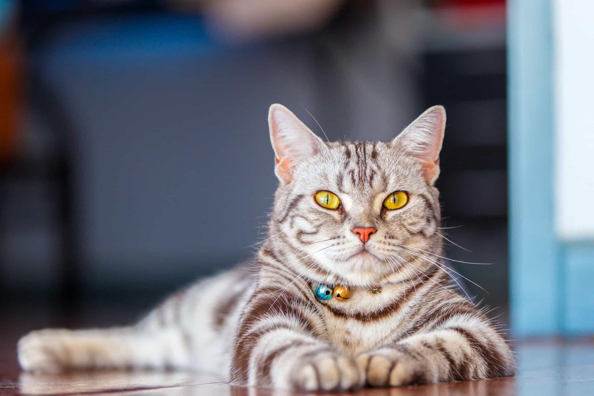 Strange pet laws from around the world Walking your dog could get you