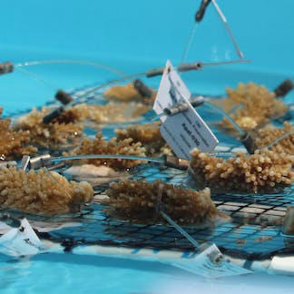 As climate change and pollution imperil coral reefs, scientists are ...