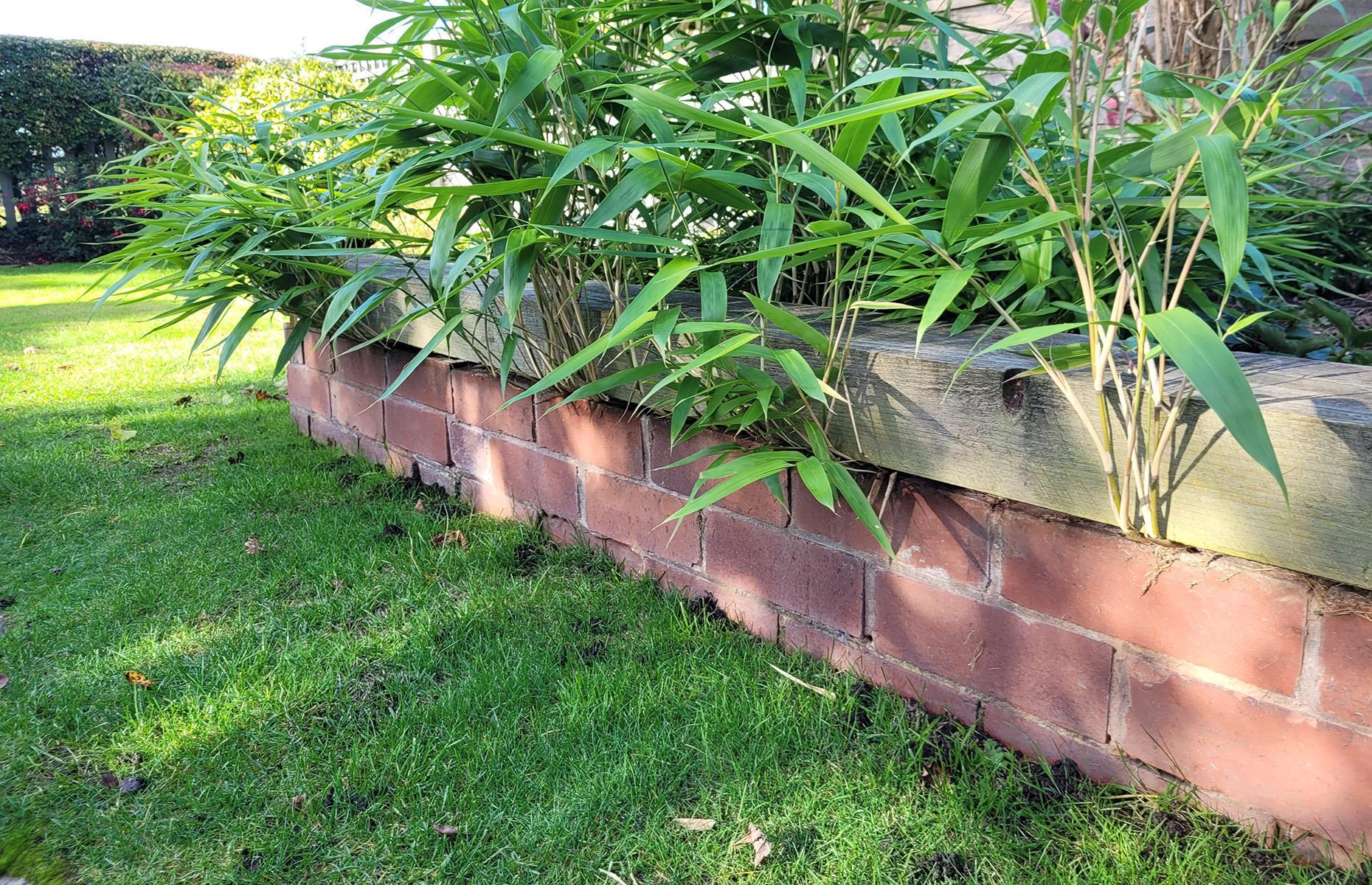 BEWARE The Popular Garden Plant That Cost Cheshire Woman 10k   AA1f1S9i.img