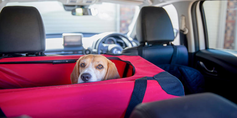 How to drive safely with a dog