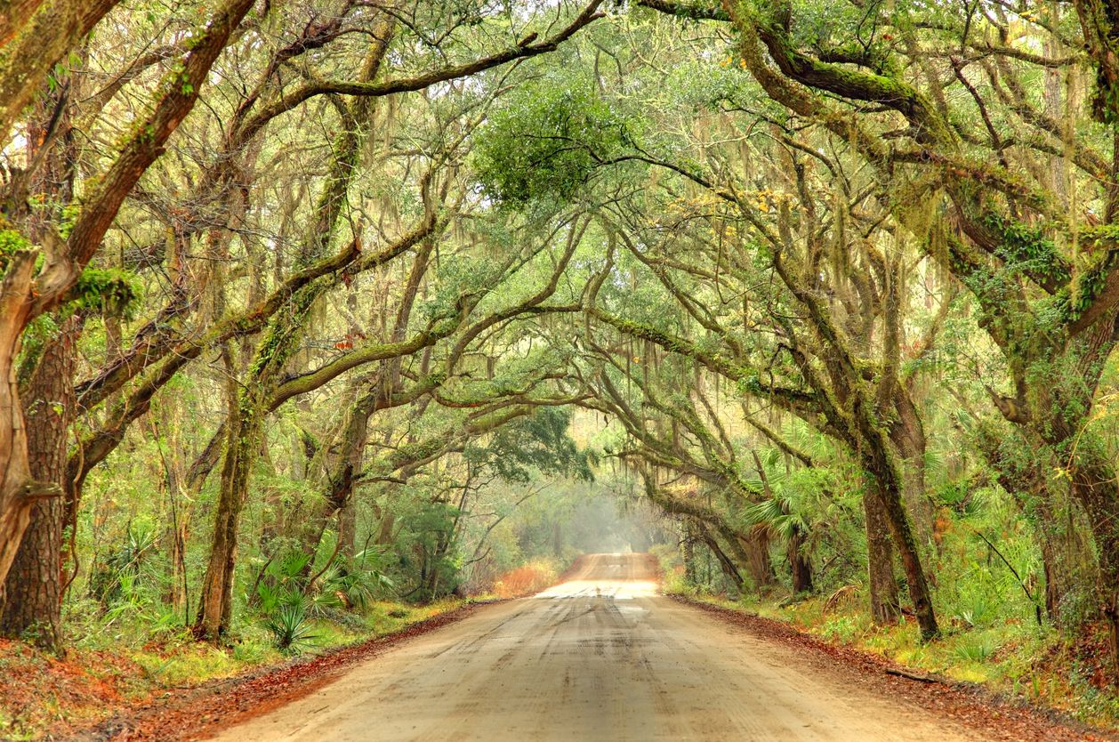 <p>This wholly unique 17-mile scenic byway about an hour south of Charleston offers a glimpse into history as you pass through classic South Carolina Lowcountry terrain en route to Edisto Beach State Park. You'll discover historic churches, wild salt marshes, laid-back beaches, and — if you're lucky — get an exterior shot of the Instagram-crushing Flowers Seafood Co. draped under Spanish moss.</p>