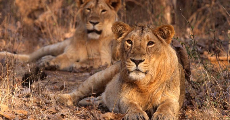 World Lion Day 2023: How India Became The Abode Of Asiatic Lions And