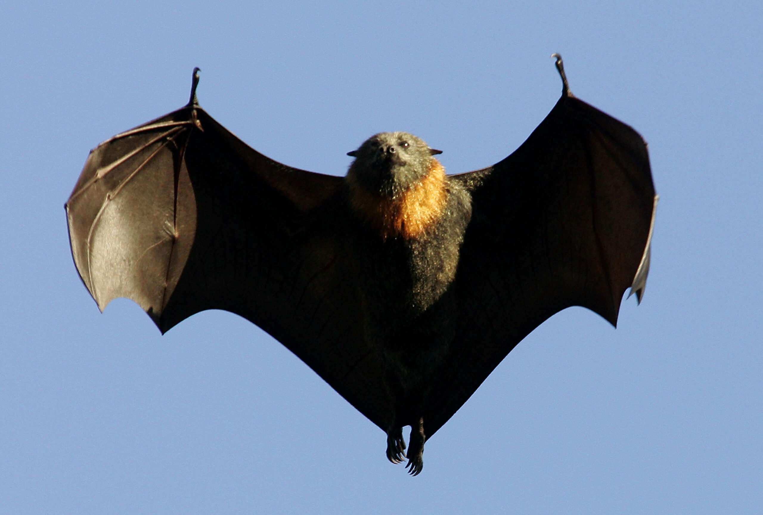 Flying heads. Batman Flying Fox. A bat from Australia.