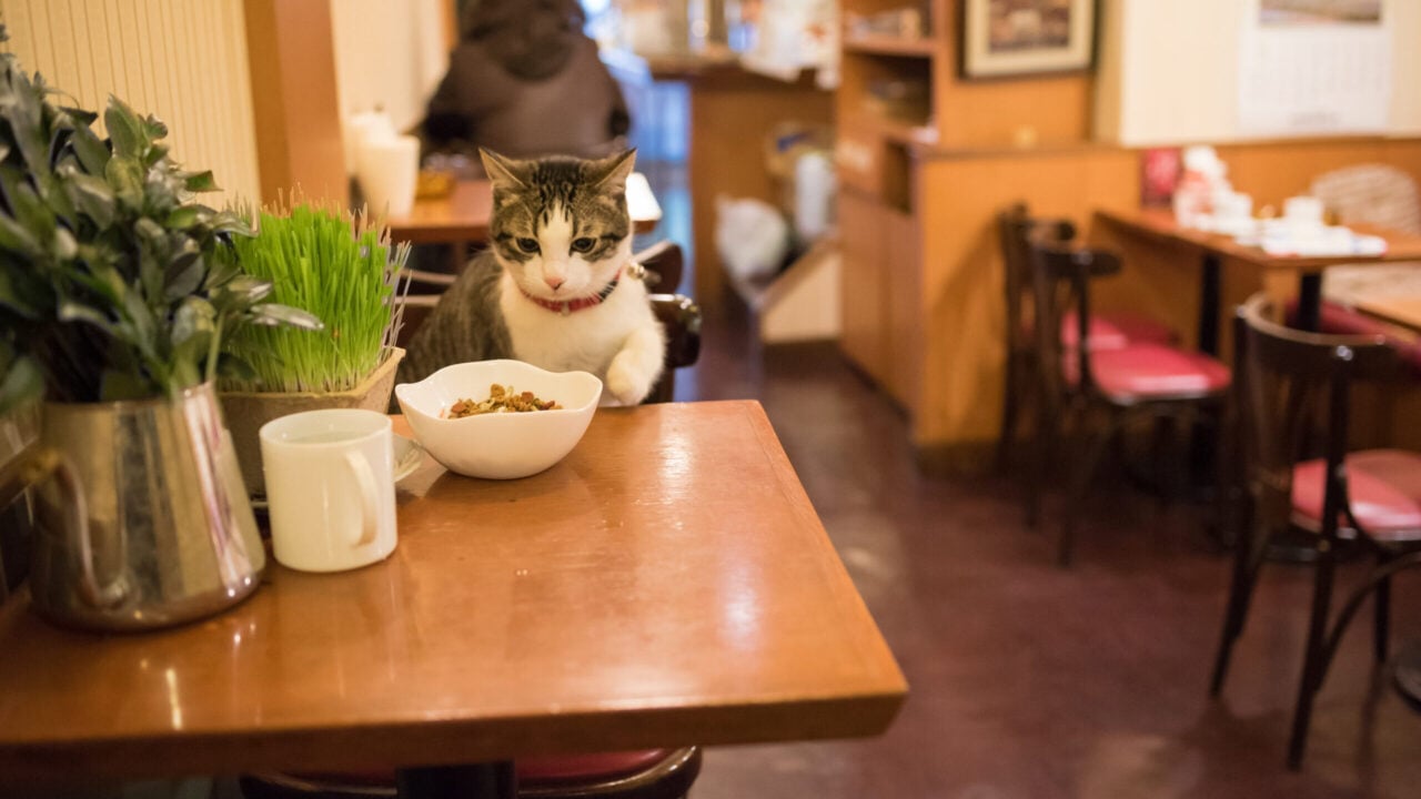 Включи коте ресторан. Кошачьи кафе в Японии. Кошачье кафе. Кафе с котиками. Кот в кафе.