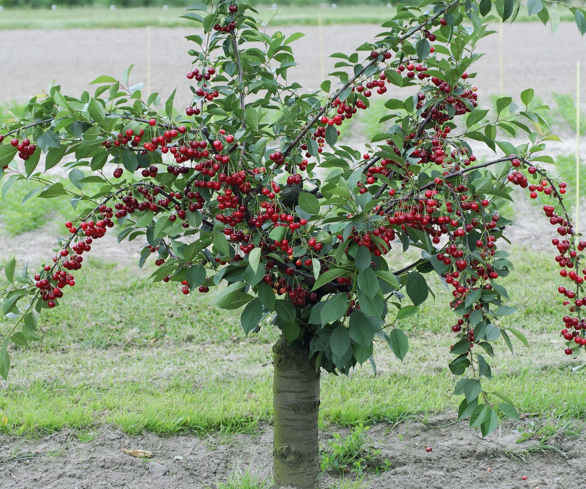 8 Of The Best Fruit Trees For Small Gardens – Slight In Size Yet Full 