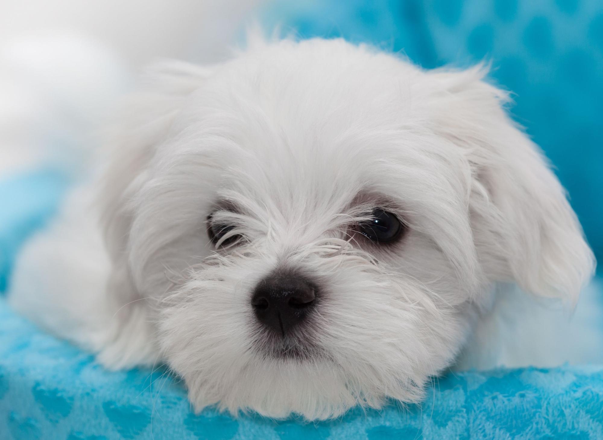 trendy-toy-dogs-these-are-the-10-most-popular-breeds-of-adorable-toy