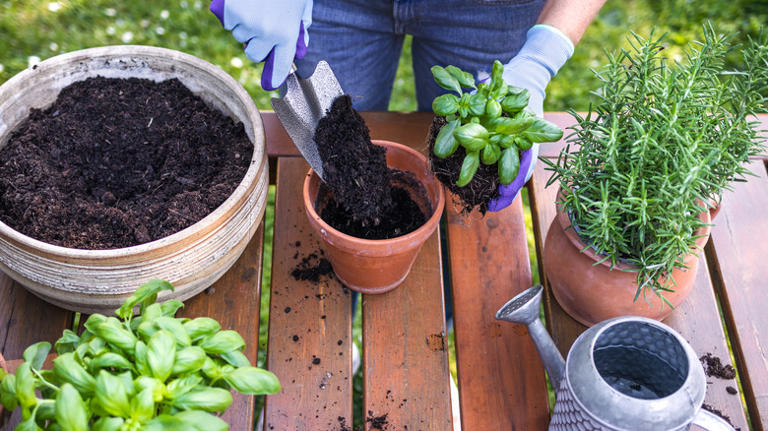 The Best Type Of Soil For Growing Herbs
