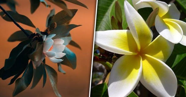 Plumeria to Magnolia: 5 white-flowers that smell sweet