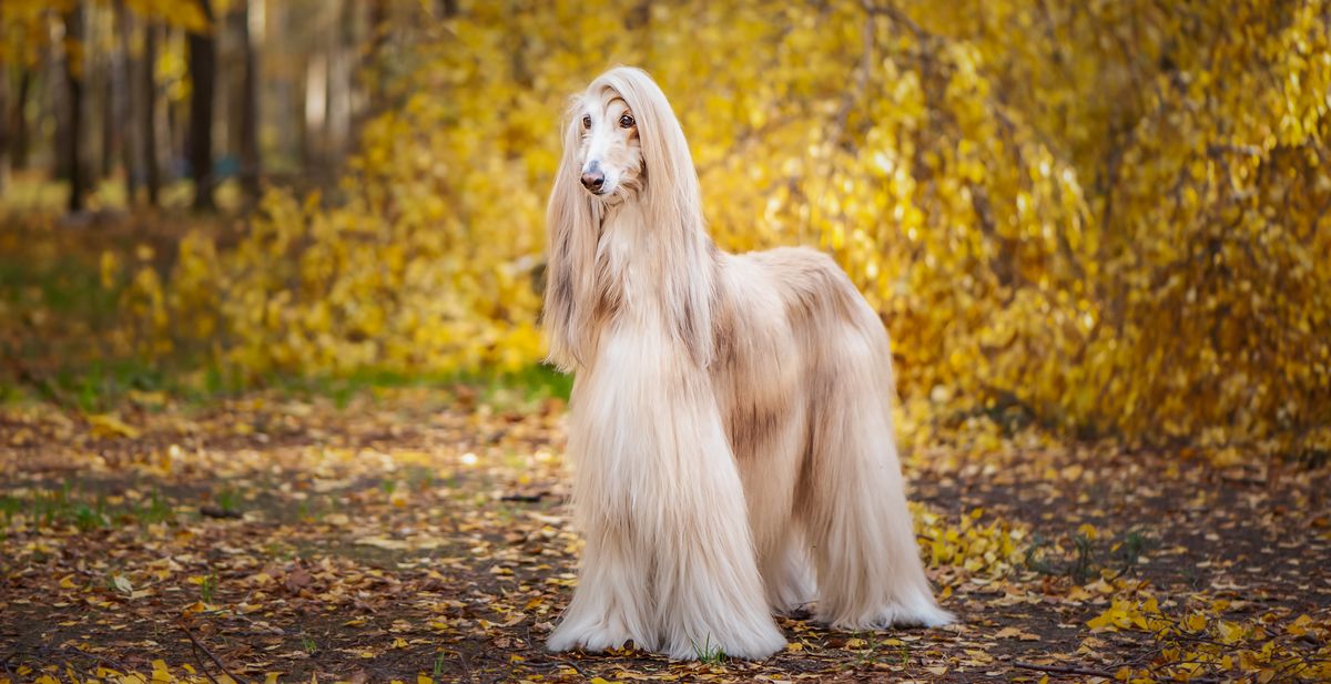 7) Afghan Hound