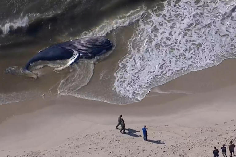 30-foot humpback whale found dead on Fire Island — at least the 18th doomed humpback discovered on East Coast this year
