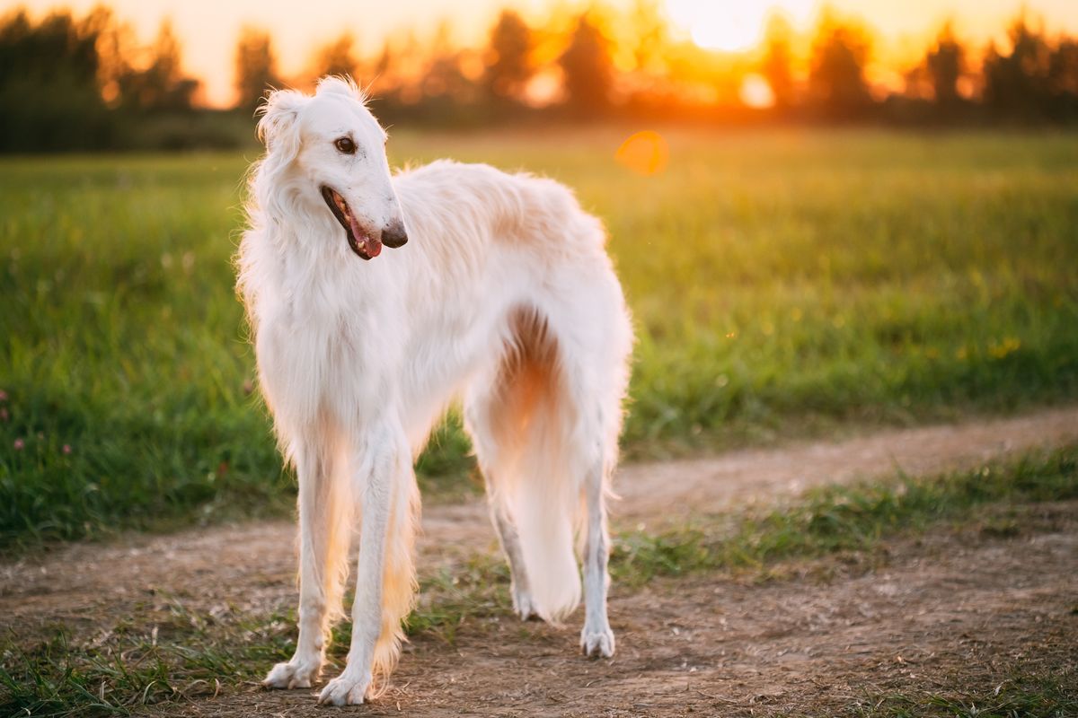 10) Borzoi