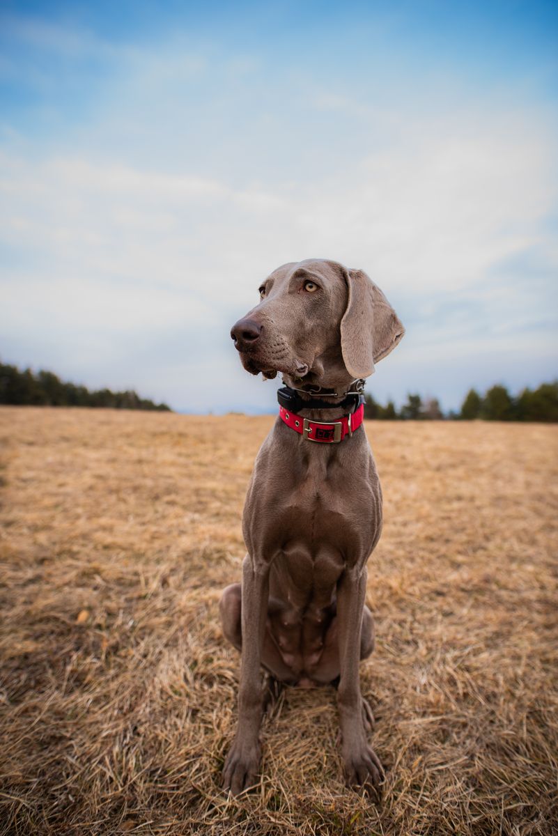 40 of the Largest Dog Breeds with Pictures and Names