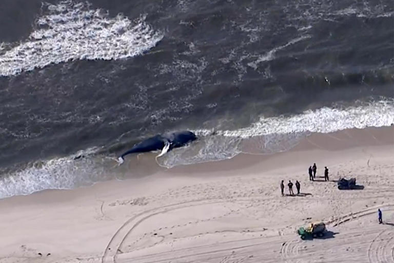 30-foot humpback whale found dead on Fire Island — at least the 18th doomed humpback discovered on East Coast this year
