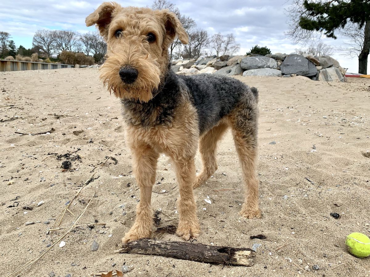 1) Airedale Terrier