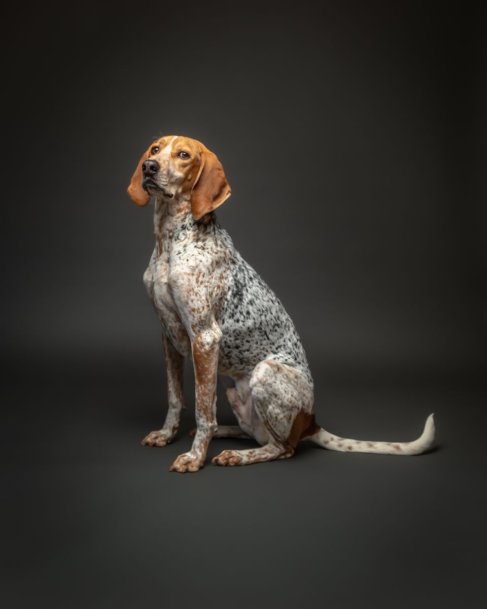 8) American English Coonhound