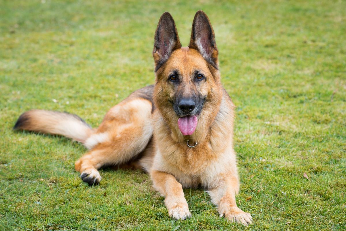 3) German Shepherd