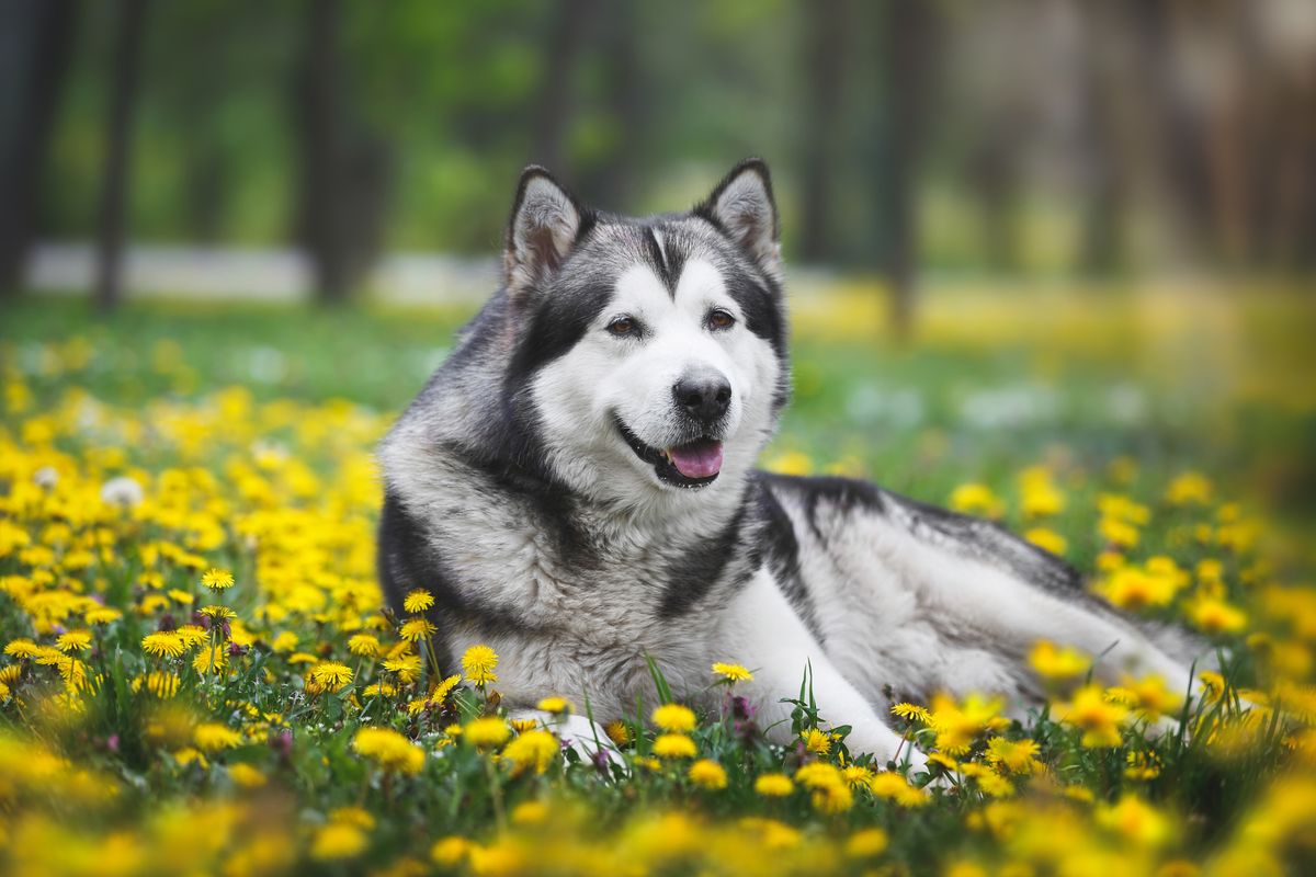 9) Alaskan Malamute