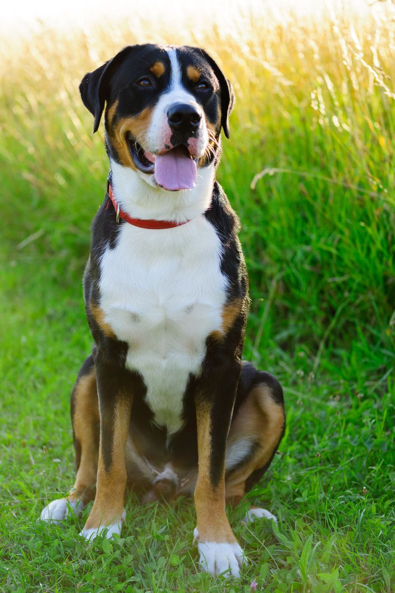 5) Greater Swiss Mountain Dog