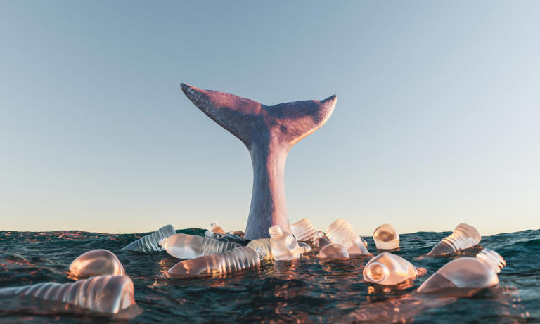 A stock photo shows a whale fluke surrounded in plastic bottles.