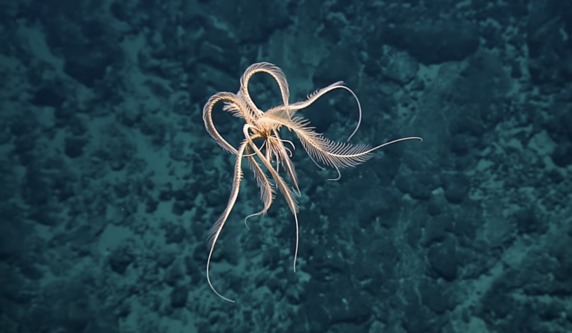 The Alien-like Creature That Lives In The Depths Of The Antarctic Ocean