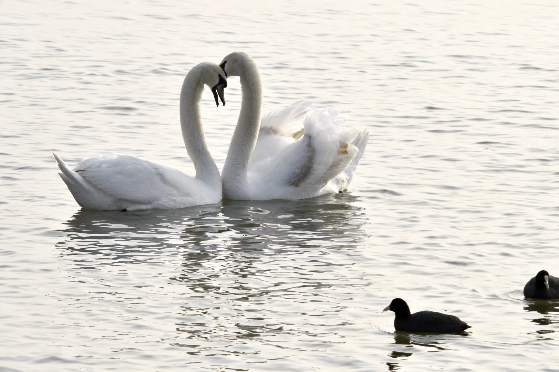 Lovers for life! These animals are monogamous