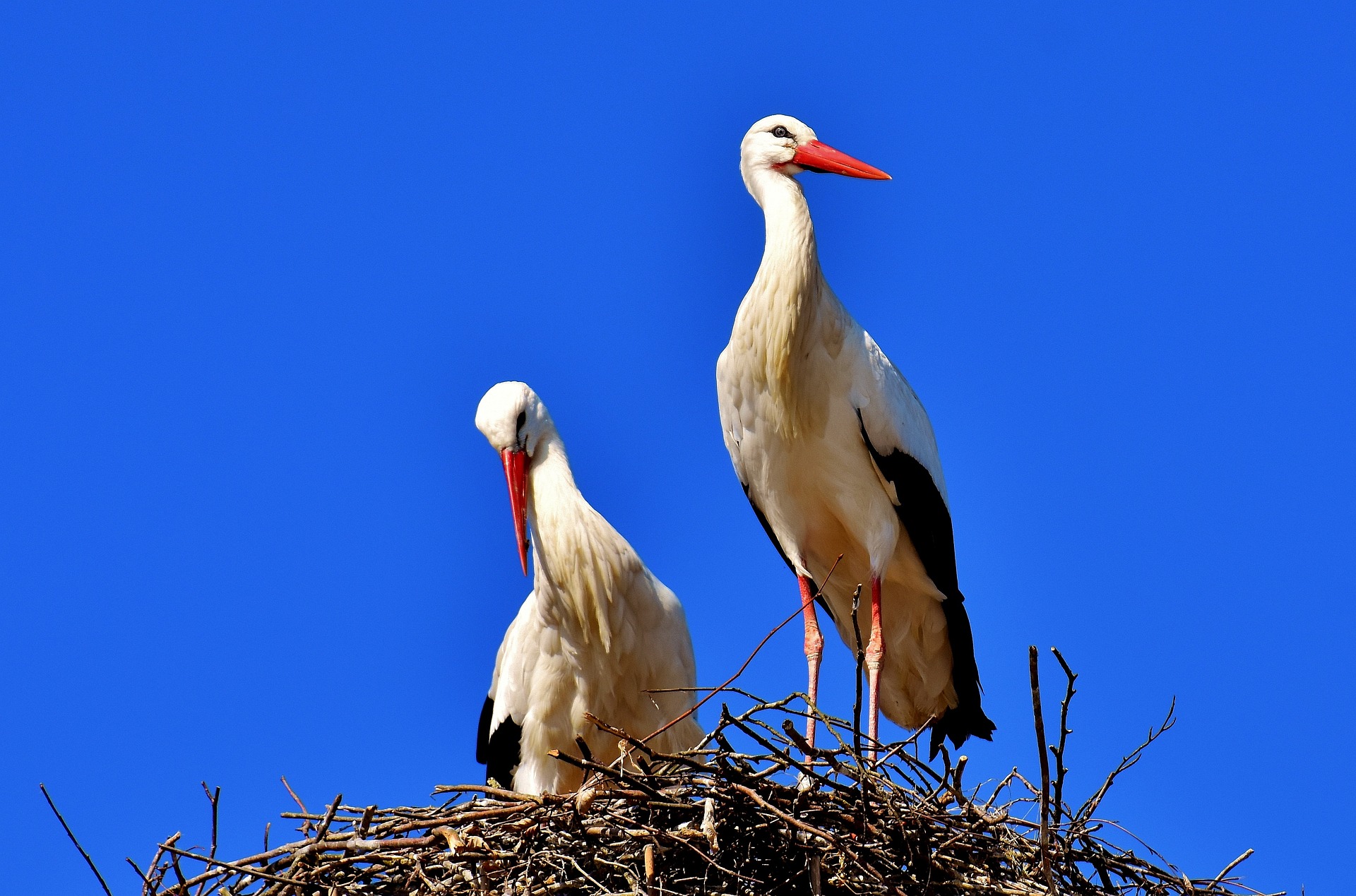 Lovers for life! These animals are monogamous