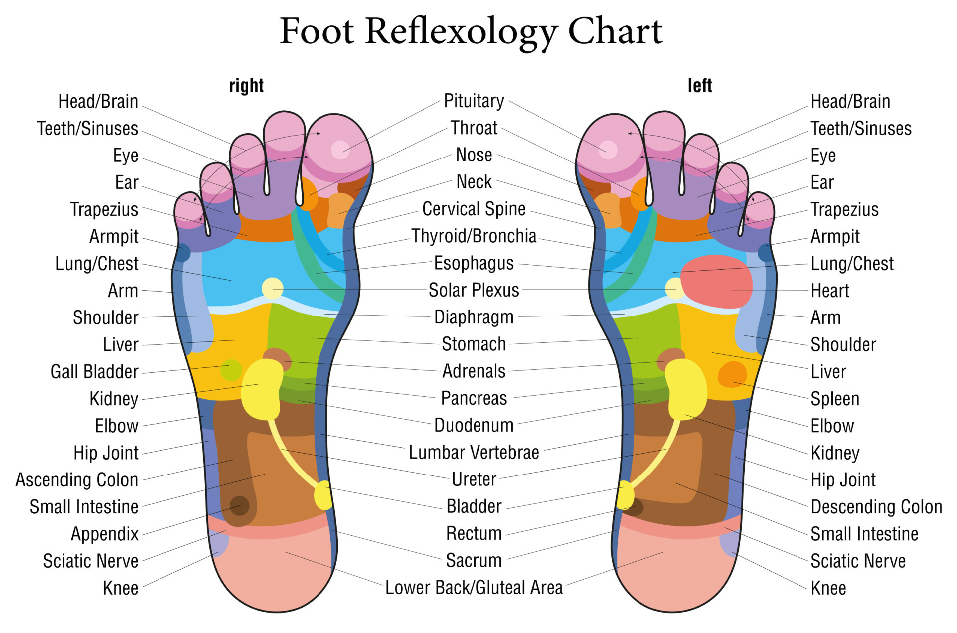 <p>Reflexologists use hands and feet maps that illustrate what points correspond to which areas of the body.</p>