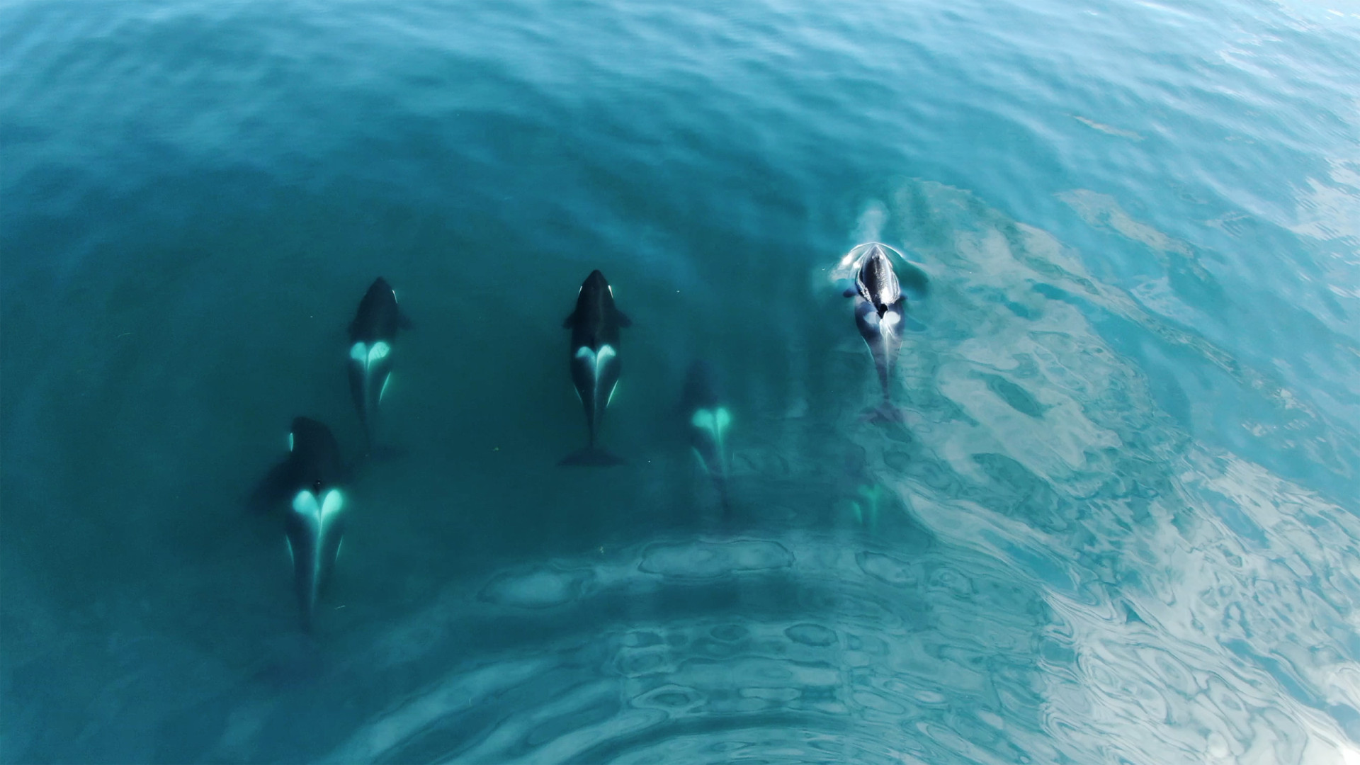 Why is whale poo so critical to our planet?