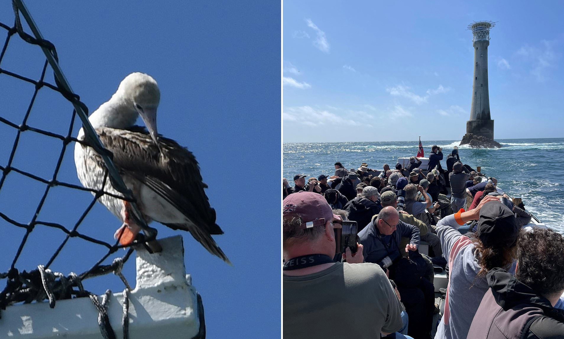 Hundreds Of Birdwatchers Flock To See Rare Red Footed Booby On The Isles Of Scilly