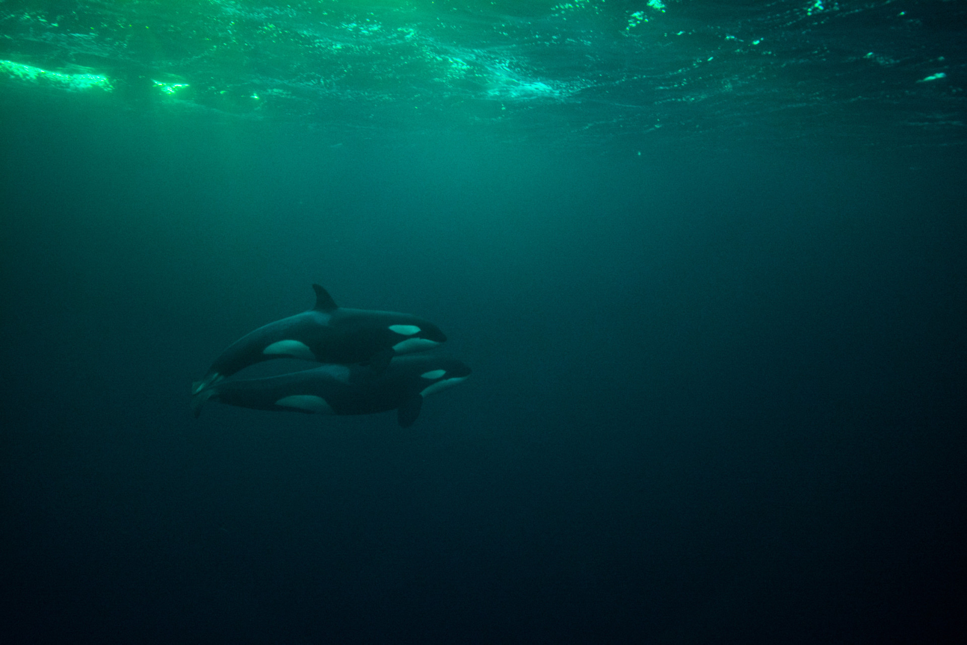 Sinking boats, disemboweling sharks: Why orcas are evil geniuses