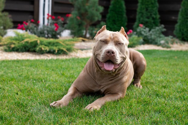 American Bully S Wide Eyed Reaction To His Birthday Immediately Goes Viral