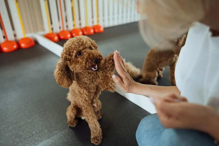 The 7 Top Reasons That Poodles Are The Perfect Guard Dog