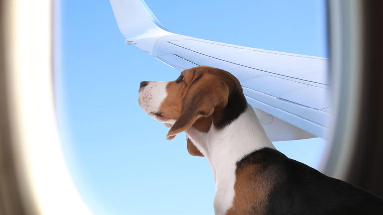 Which US Airlines Allow Dogs & Should More Airlines Allow Dogs On Flights?