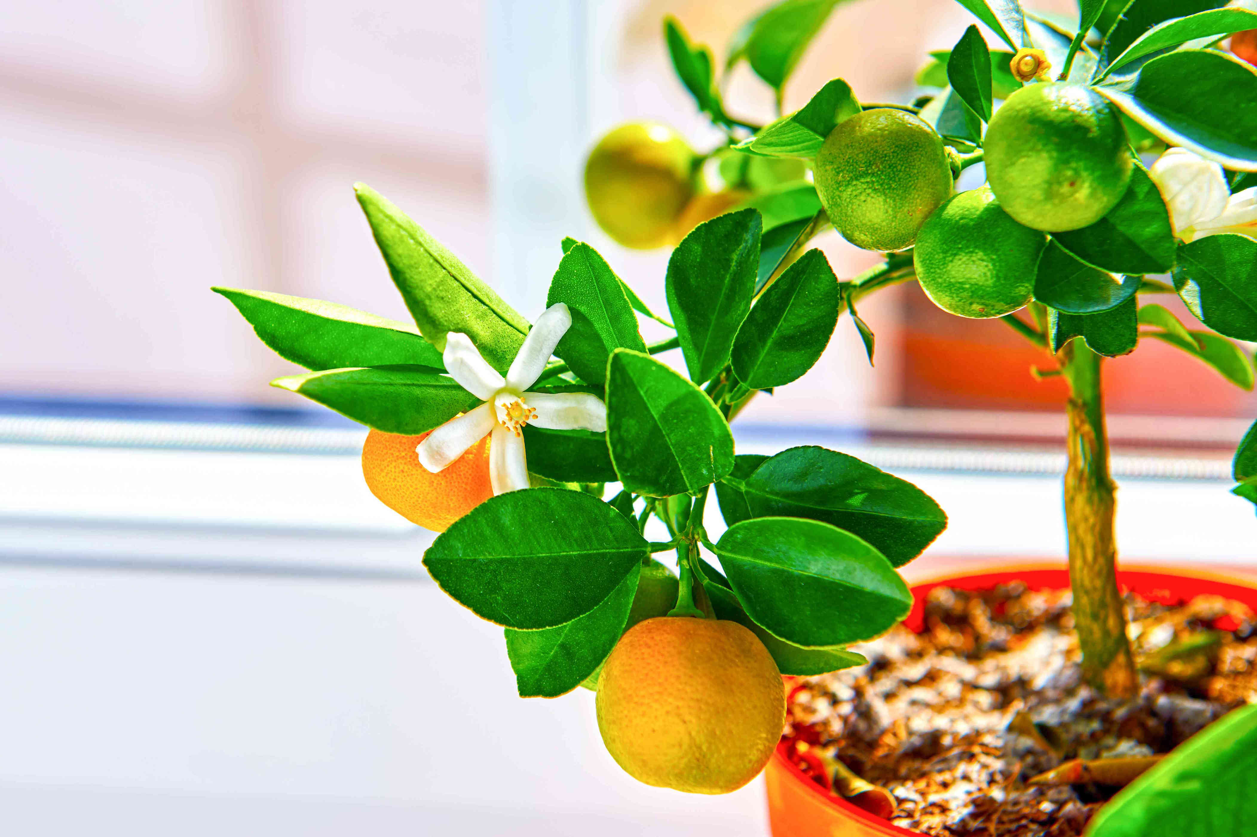 12 Fragrant Indoor Plants That Will Make Your Home Smell Like a Garden