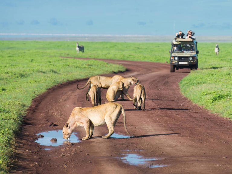 Planning a Family Escapade in Tanzania — A vast country, much like the vastness of its national parks.  Moreover, it is a top destination for incredible family safaris. Where families can enjoy the thrill of adventure and become one with nature & wildlife, the different regions will offer you as many surprises as each other.  … Read more