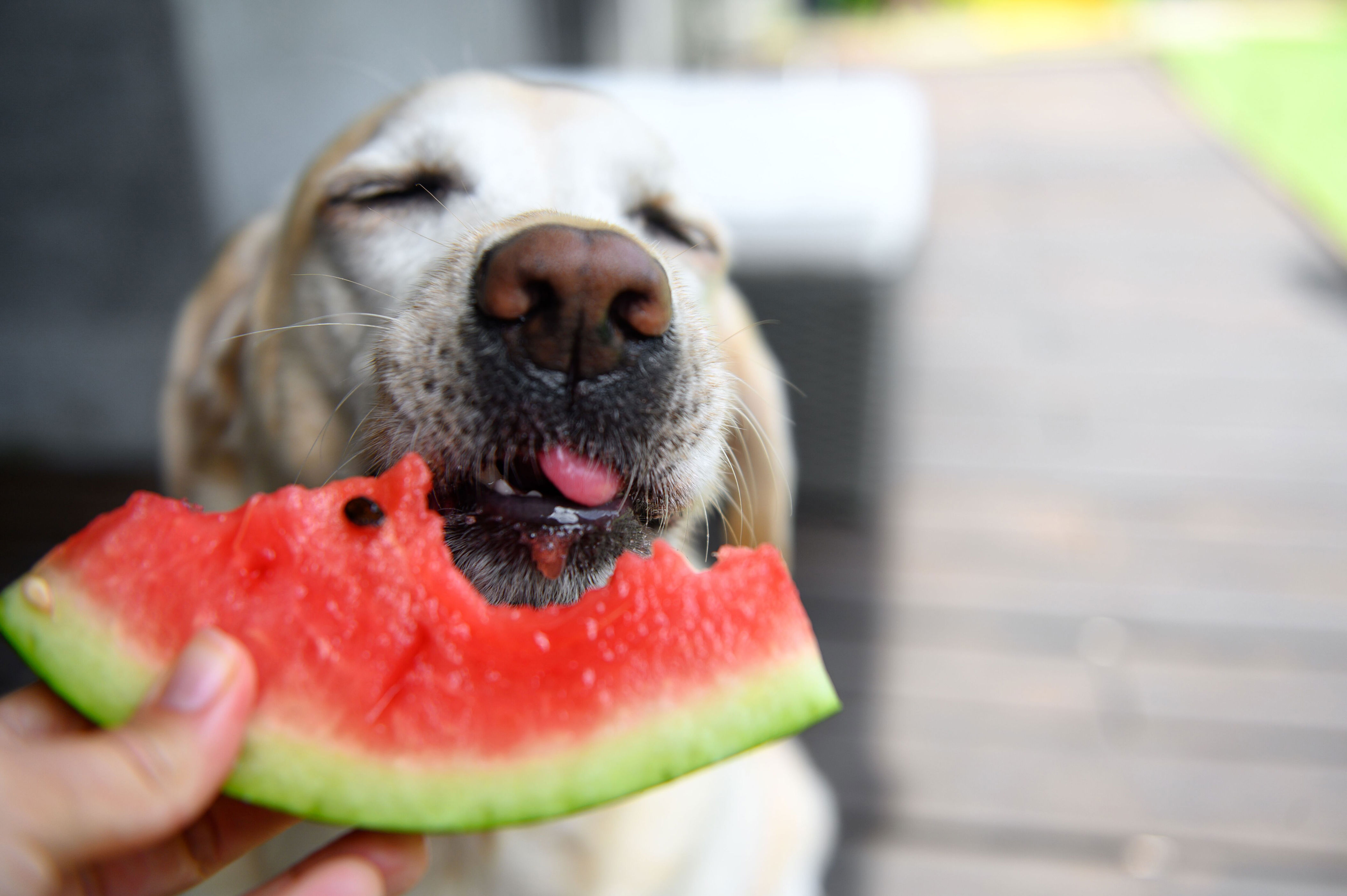 las frutas que sí y que no pueden comer los perros: efectos y más