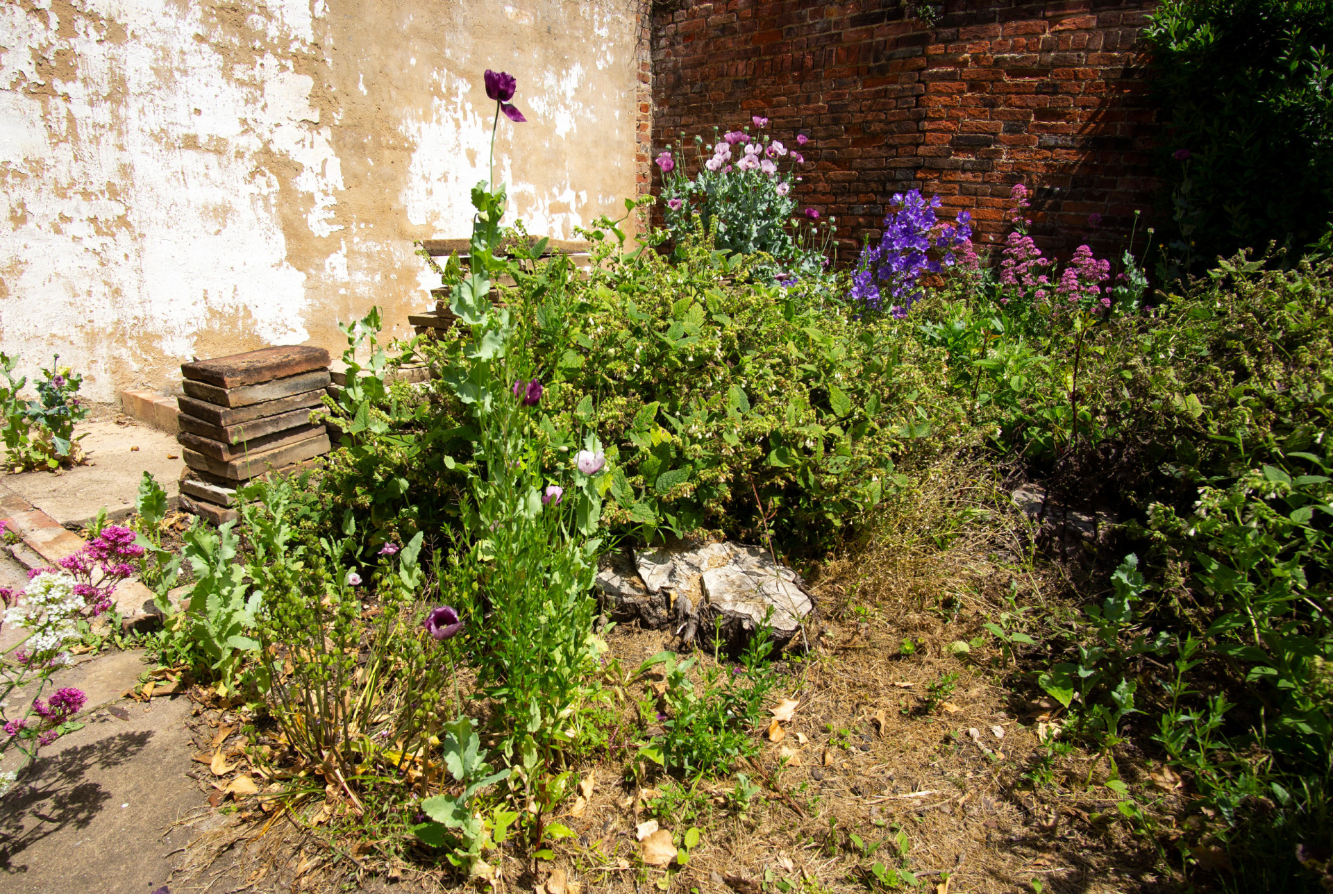 Die Schönheit der Unordnung So funktioniert es im Garten!