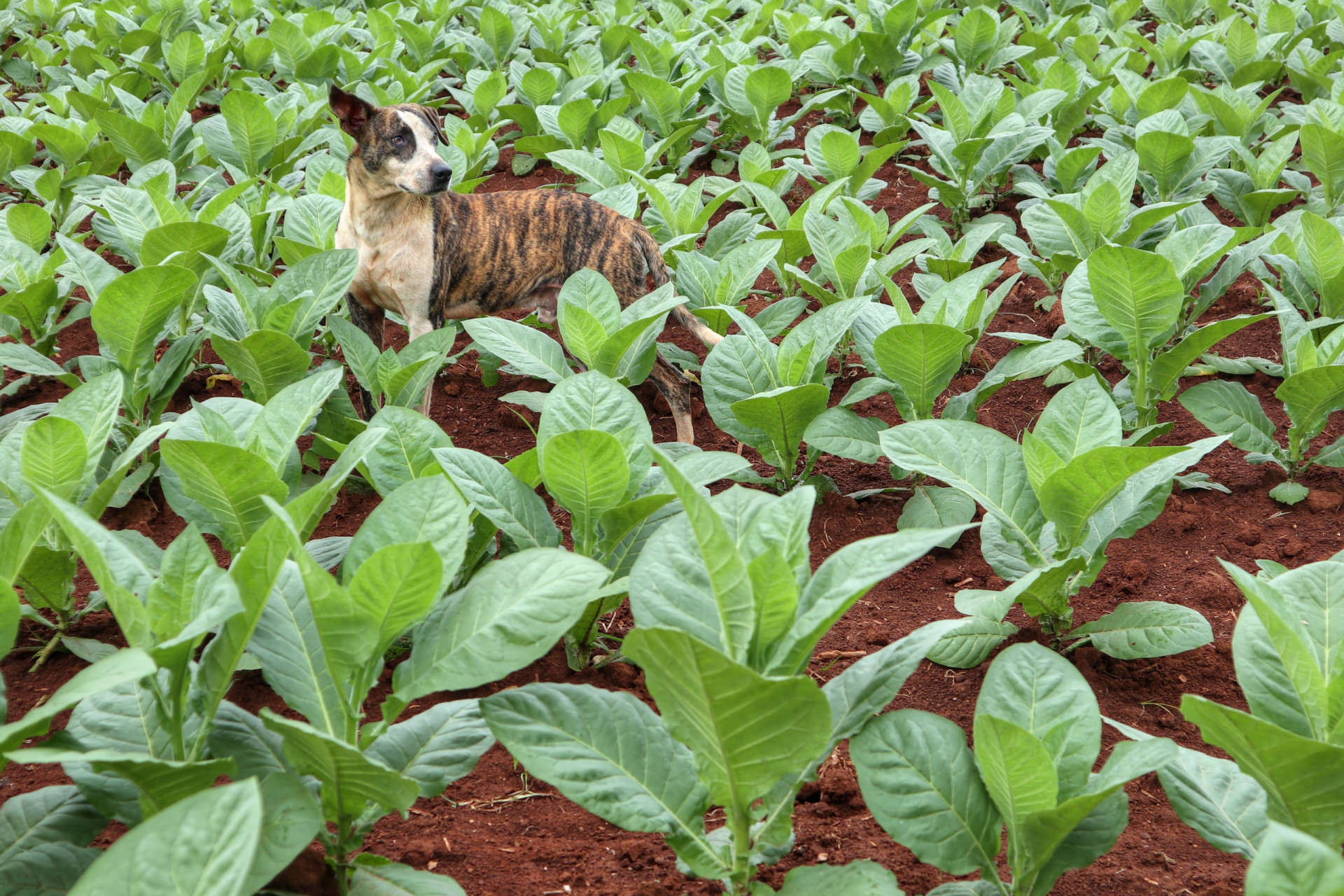 These foods are poisonous for your dog