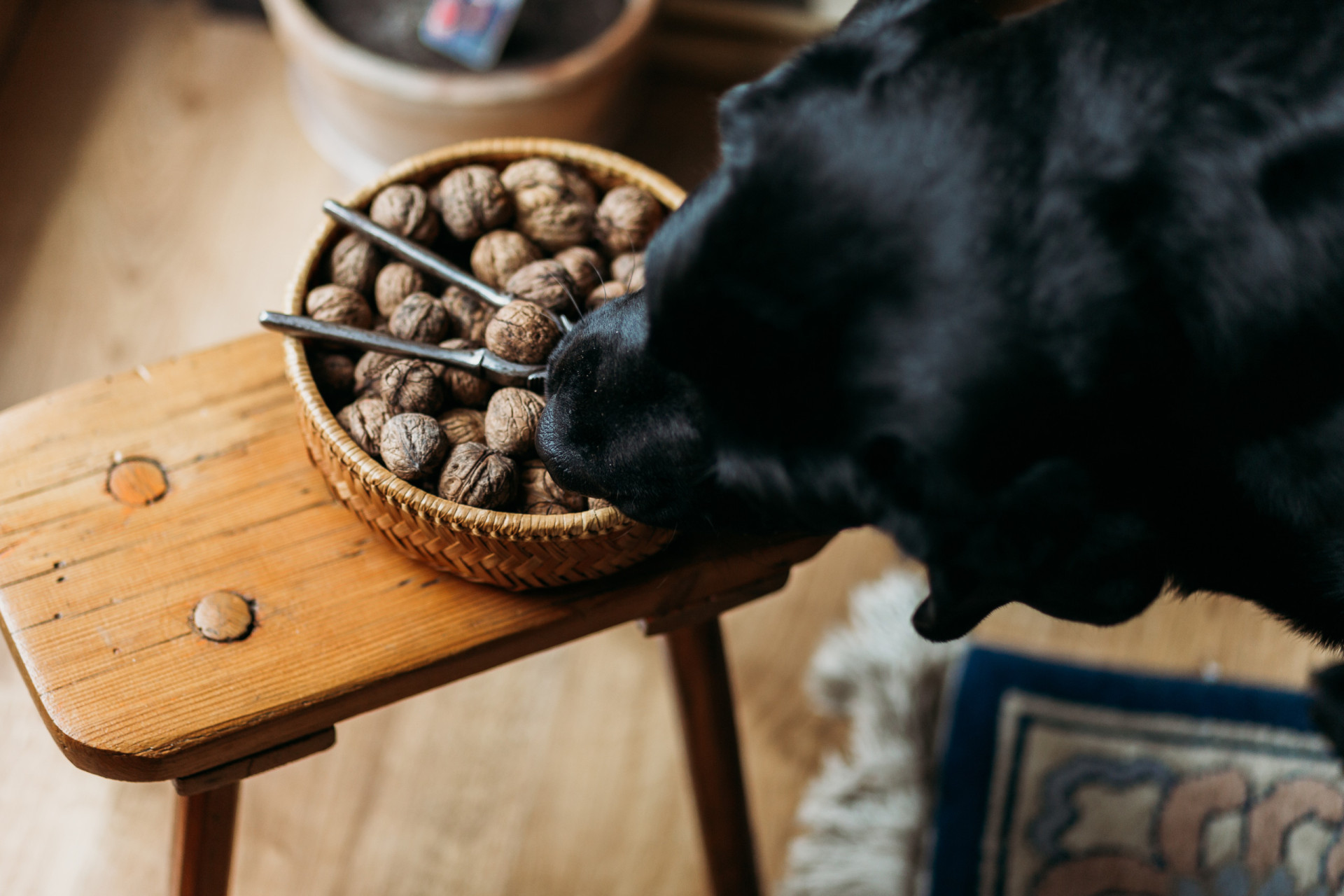 These foods are poisonous for your pooch