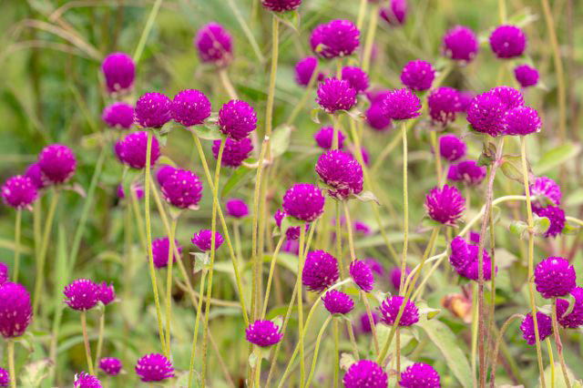 How to Grow and Care for Gomphrena