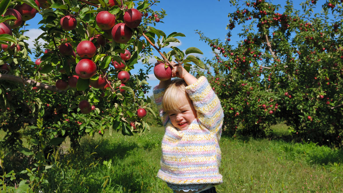 Best Places to Go Apple Picking near San Diego