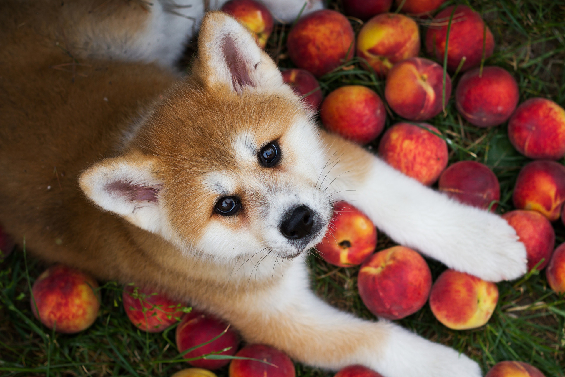 These foods are poisonous for your pooch