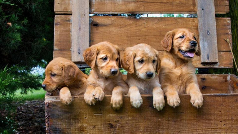 Puppy Vaccine Schedule: Complete Guide To Shots And Boosters