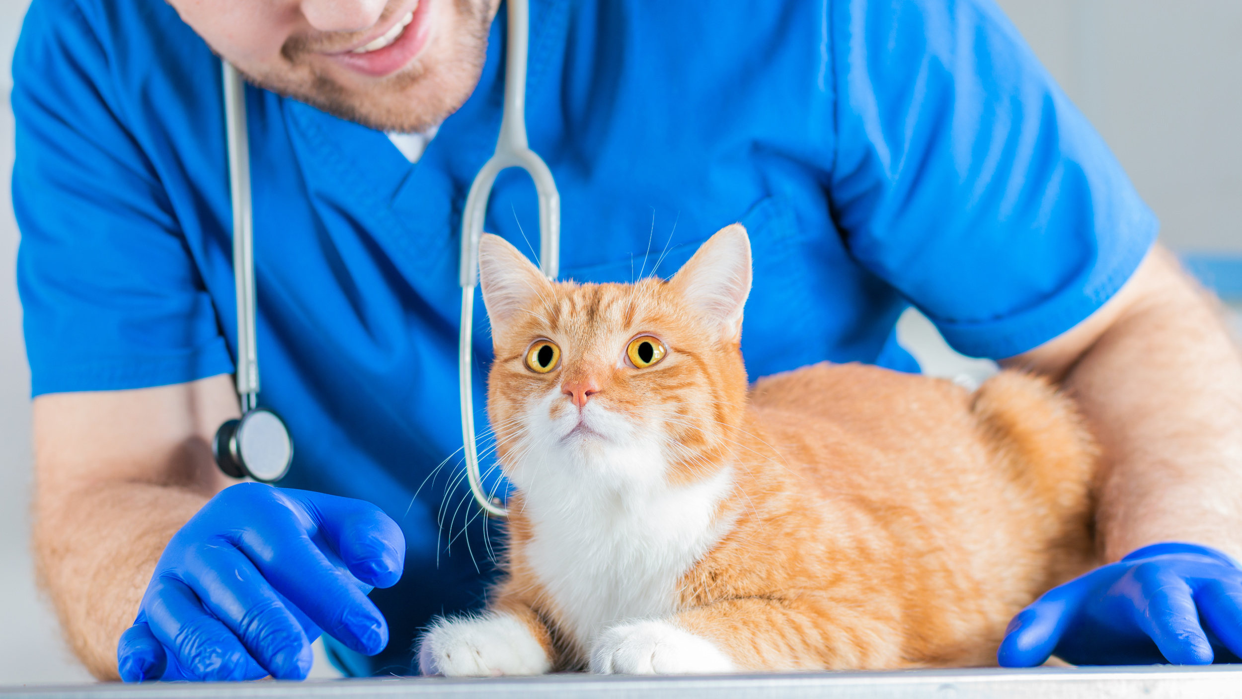 <p>Spaying and neutering housepets is a hugely important tool in the fight against homeless animals. If you don't intend to breed your dog or cat in the future, consider having them spayed or neutered to eliminate the risk of unwanted litters. </p><p>You may also like: <a href='https://www.yardbarker.com/lifestyle/articles/20_delicious_twists_on_classic_lasagna_082323/s1__24411058'>20 delicious twists on classic lasagna</a></p>
